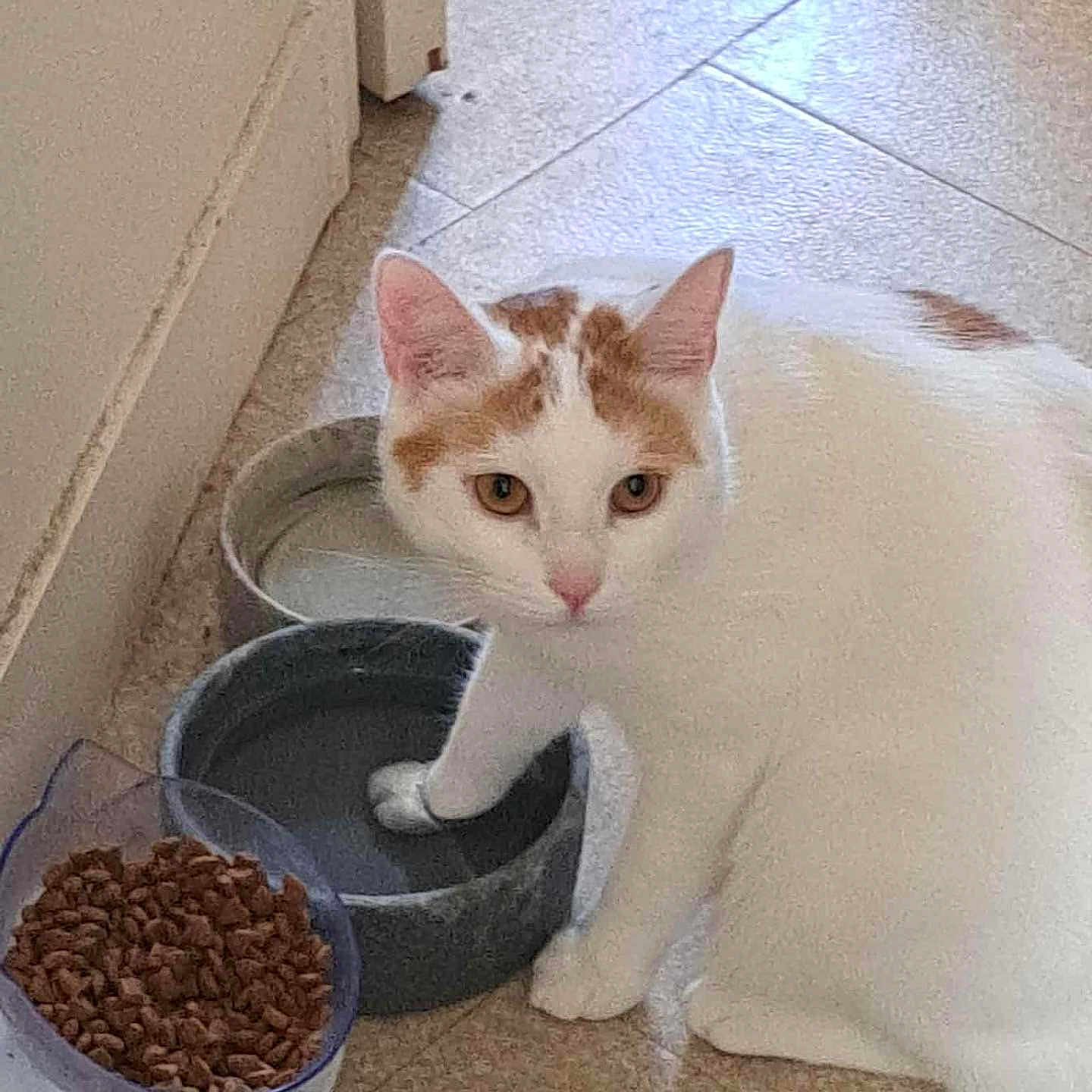 Robin a rejoint le concours — aidez-le/la à gagner de superbes lots ! cat, white_cat, orange_spots, pet, water_bowl, food_bowl, cat_food, paw_in_water, curious, indoor, tile_floor, cabinet, animal, feline, domestic_cat, floor, kibble, looking_up, mischievous, pet_care