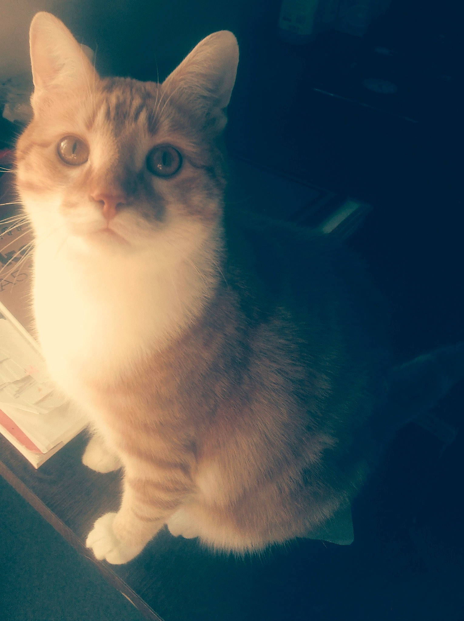 Spirou