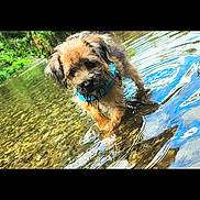 Jaspar is registered to the contest to win money with this photo: animal, brown_fur, collar, cute, dog, grass, greenery, nature, outdoor, playful, puppy, reflection, ripples, river, shallow_water, summer, sunlight, water, wet, young_dog