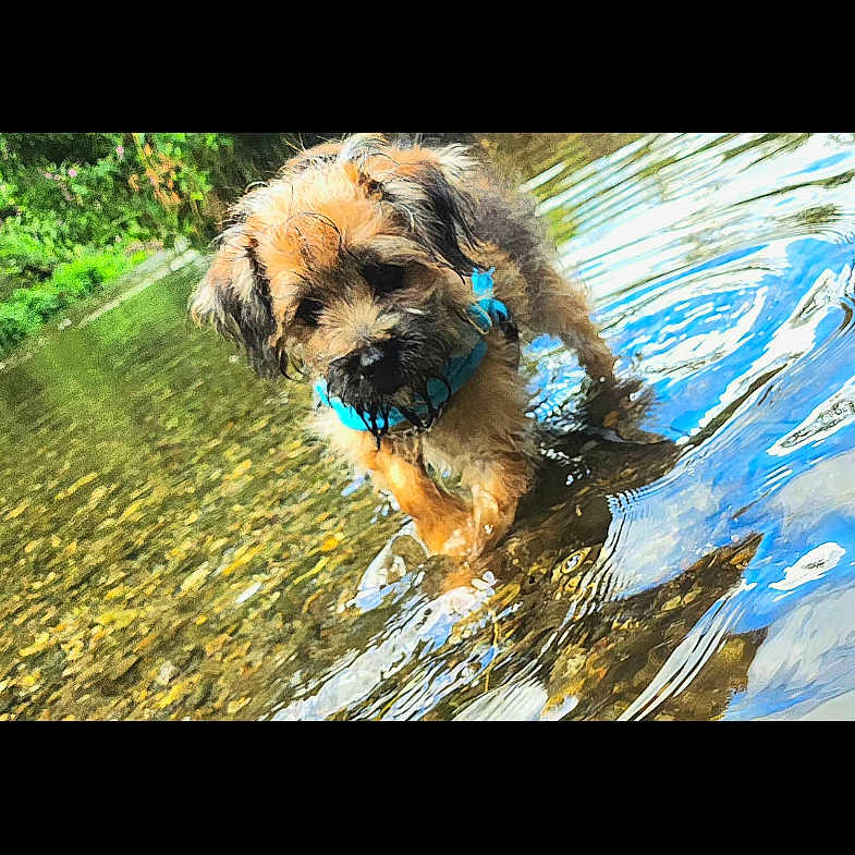 Jaspar is registered to the contest to win money with this photo: animal, brown_fur, collar, cute, dog, grass, greenery, nature, outdoor, playful, puppy, reflection, ripples, river, shallow_water, summer, sunlight, water, wet, young_dog