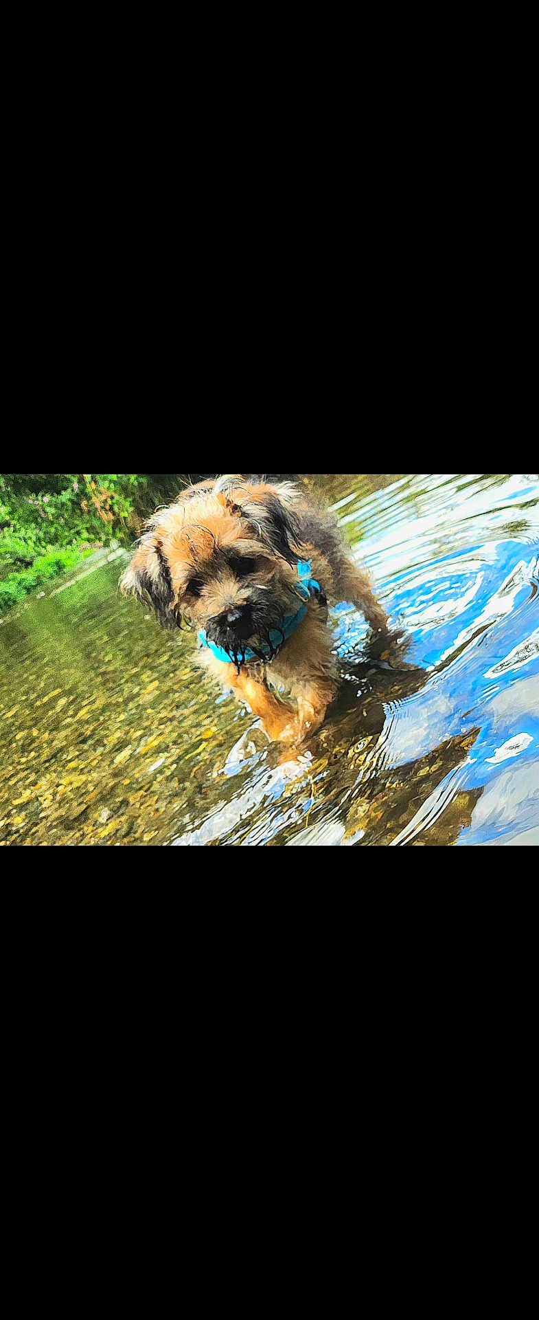 Jaspar is registered to the contest to win money with this photo: animal, brown_fur, collar, cute, dog, grass, greenery, nature, outdoor, playful, puppy, reflection, ripples, river, shallow_water, summer, sunlight, water, wet, young_dog