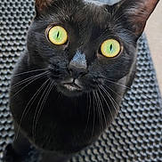 Nyx is registered to the contest to win money with this photo: cat, black_cat, yellow_eyes, whiskers, pet, animal, curious, looking_up, mat, texture, close_up, indoor, feline, cute, fur, portrait, domestic_animal, whiskers_visible, focused, alert