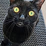 cat, black_cat, yellow_eyes, whiskers, pet, animal, curious, looking_up, mat, texture, close_up, indoor, feline, cute, fur, portrait, domestic_animal, whiskers_visible, focused, alert