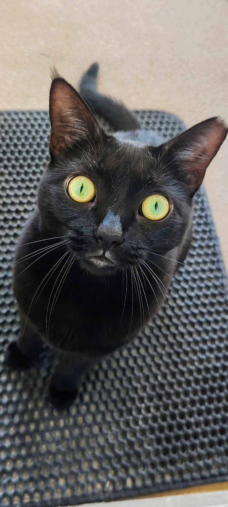 Nyx is registered to the contest to win money with this photo: cat, black_cat, yellow_eyes, whiskers, pet, animal, curious, looking_up, mat, texture, close_up, indoor, feline, cute, fur, portrait, domestic_animal, whiskers_visible, focused, alert