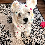Maxie joined the competition — help win amazing prizes! animal, carpet, colorful, costume, cozy, curious, cute, dog, floor, fur, hoodie, indoor, living_room, patterned_rug, pet, polka_dot, seated, small_dog, toy, white_dog