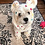 animal, carpet, colorful, costume, cozy, curious, cute, dog, floor, fur, hoodie, indoor, living_room, patterned_rug, pet, polka_dot, seated, small_dog, toy, white_dog