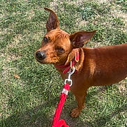 Nacho participe au concours pour gagner de l'argent avec cette photo : animal, brown_dog, canine, collar, dog, grass, lawn, leash, looking_at_camera, outdoor, park, pet, playful, pointed_ears, portrait, red_leash, short_hair, standing, sunlight, walk