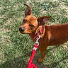 animal, brown_dog, canine, collar, dog, grass, lawn, leash, looking_at_camera, outdoor, park, pet, playful, pointed_ears, portrait, red_leash, short_hair, standing, sunlight, walk
