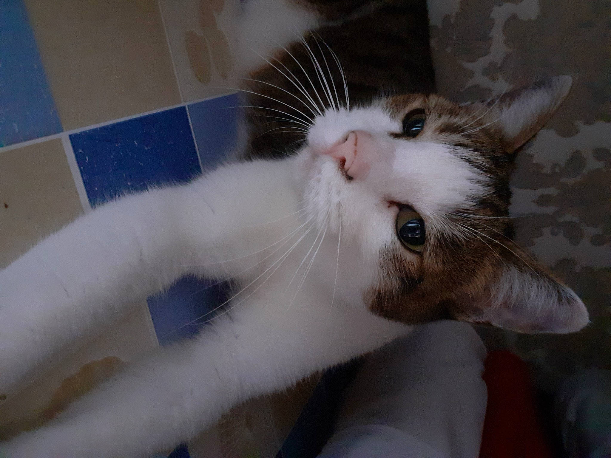 Luke participe au concours pour gagner de l'argent avec cette photo : animal_shelter, carnivore, cat, claw, domestic_short_haired_cat, ear, eye, eyelash, felidae, fur, nail, paw, pet_supply, small_to_medium_sized_cats, snout, tail, whiskers