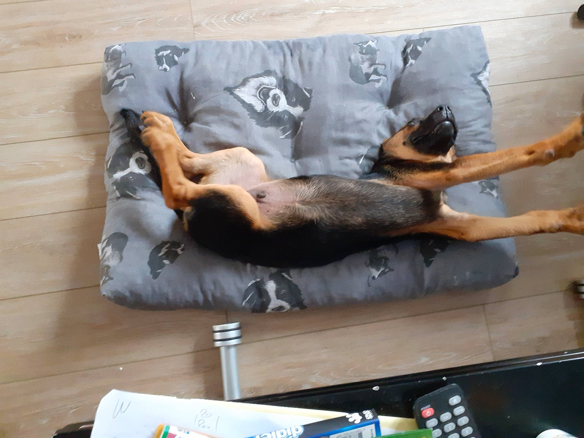 Happy a rejoint le concours — aidez-le/la à gagner de superbes lots ! canidae, carnivore, comfort, companion_dog, dog, dog_breed, fawn, felidae, flooring, fur, guard_dog, hardwood, nap, paw, sporting_group, tail, wood