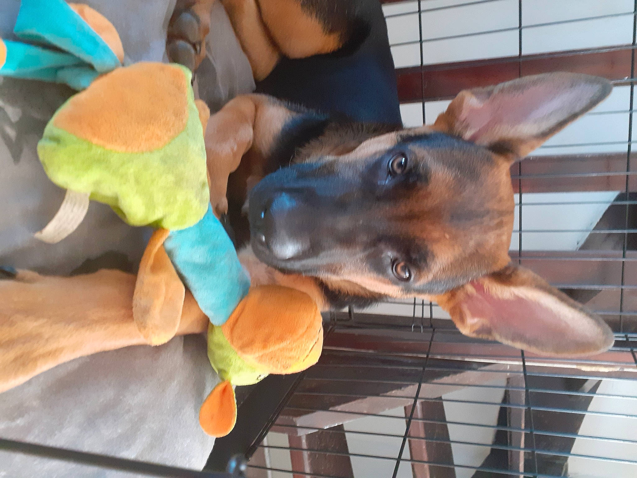 Happy participe au concours pour gagner de l'argent avec cette photo : canidae, carnivore, collar, companion_dog, dog, dog_breed, dog_supply, ear, fawn, fur, guard_dog, non_sporting_group, pet_supply, snout, sporting_group, working_animal, working_dog