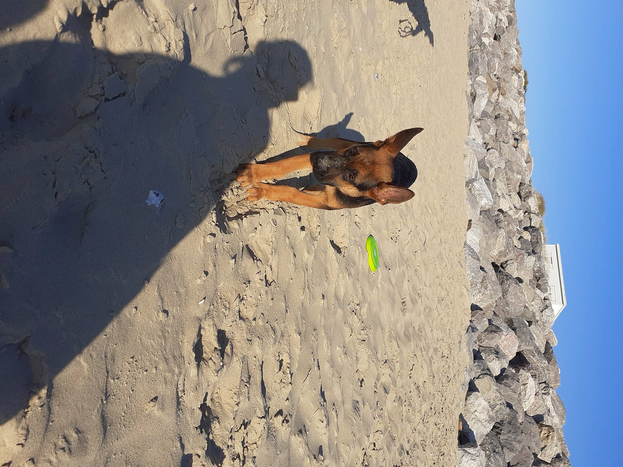 Happy participe au concours pour gagner de l'argent avec cette photo : blue, canidae, carnivore, dog, dog_breed, fawn, geology, landscape, road_surface, rock, sand, sky, snout, soil, street_dog, tints_and_shades, tree, trunk, wall, wood