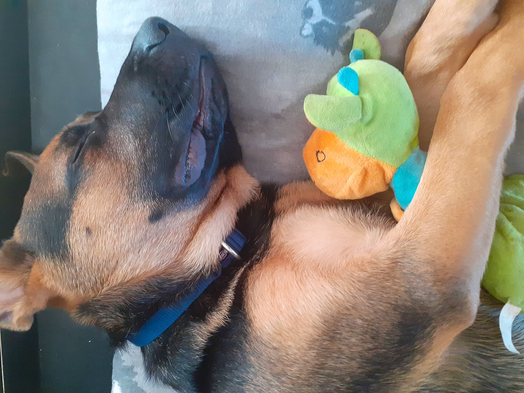 Happy a rejoint le concours — aidez-le/la à gagner de superbes lots ! _geese_and_swans, baby_toys, canidae, carnivore, comfort, companion_dog, dog, dog_breed, dog_supply, ducks, fawn, fur, mammal, paw, plush, snout, sporting_group, stuffed_toy, toy, vertebrate