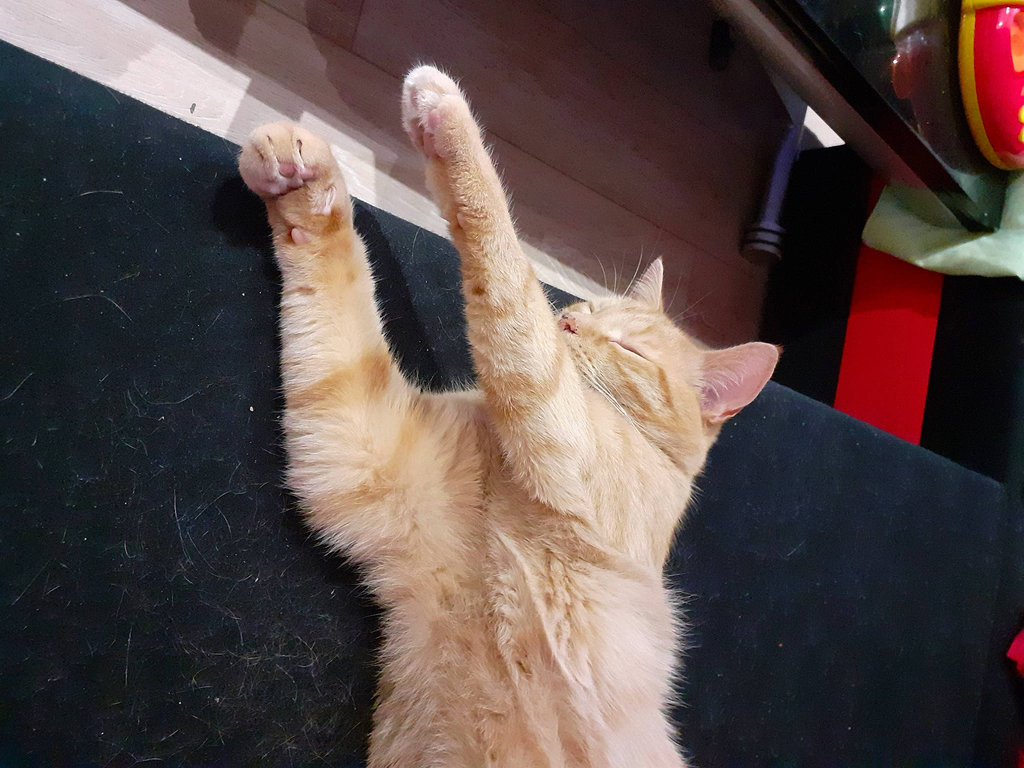 Solo a rejoint le concours — aidez-le/la à gagner de superbes lots ! canidae, carnivore, cat, claw, domestic_short_haired_cat, fawn, felidae, flooring, foot, fur, gesture, human_leg, paw, small_to_medium_sized_cats, tail, whiskers, wood