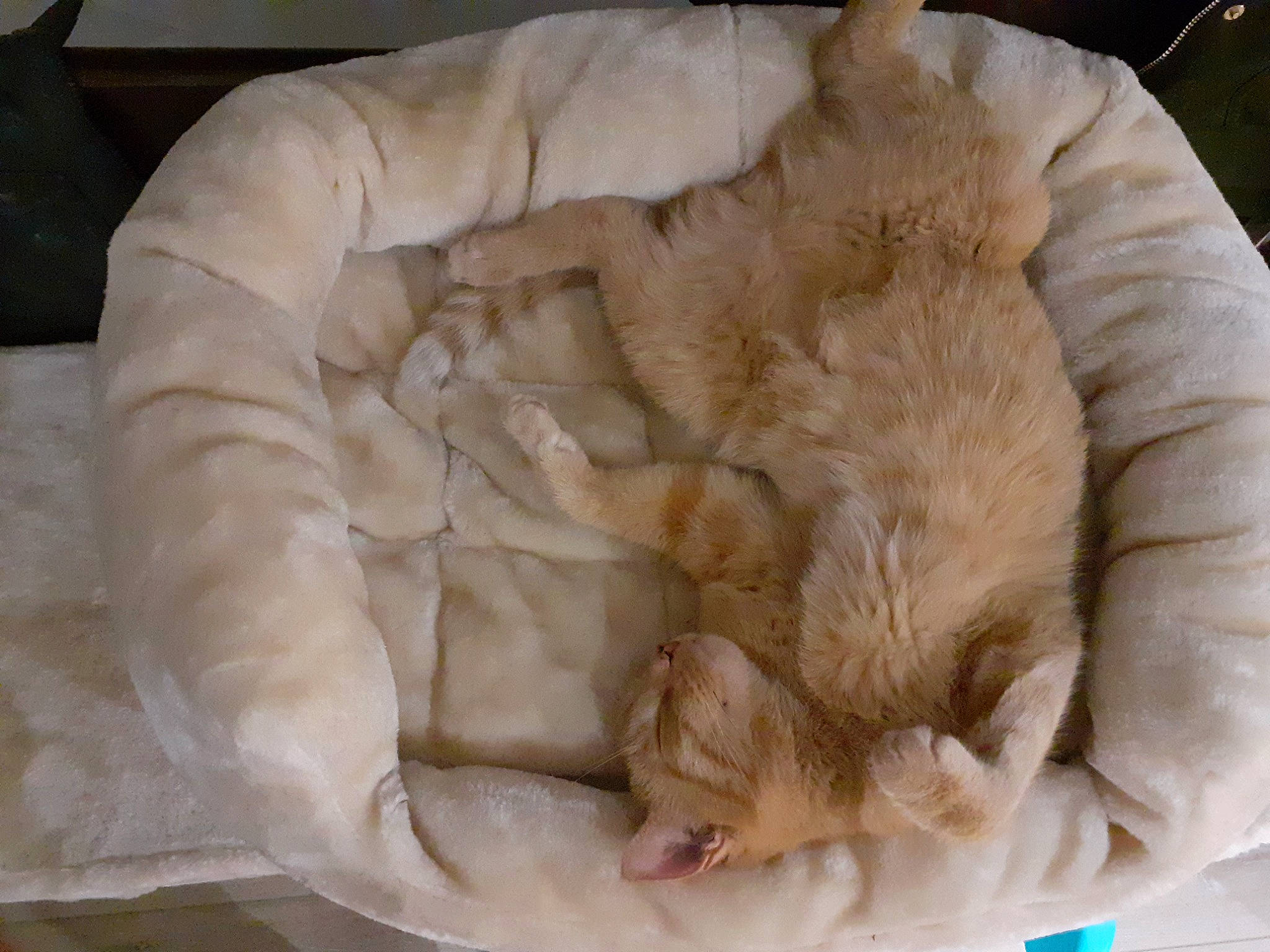 Solo participe au concours pour gagner de l'argent avec cette photo : canidae, carnivore, cat, cat_bed, claw, comfort, companion_dog, dish, dog_breed, duvet, fawn, felidae, fur, linens, nap, natural_material, sleep, small_to_medium_sized_cats, sporting_group, tail