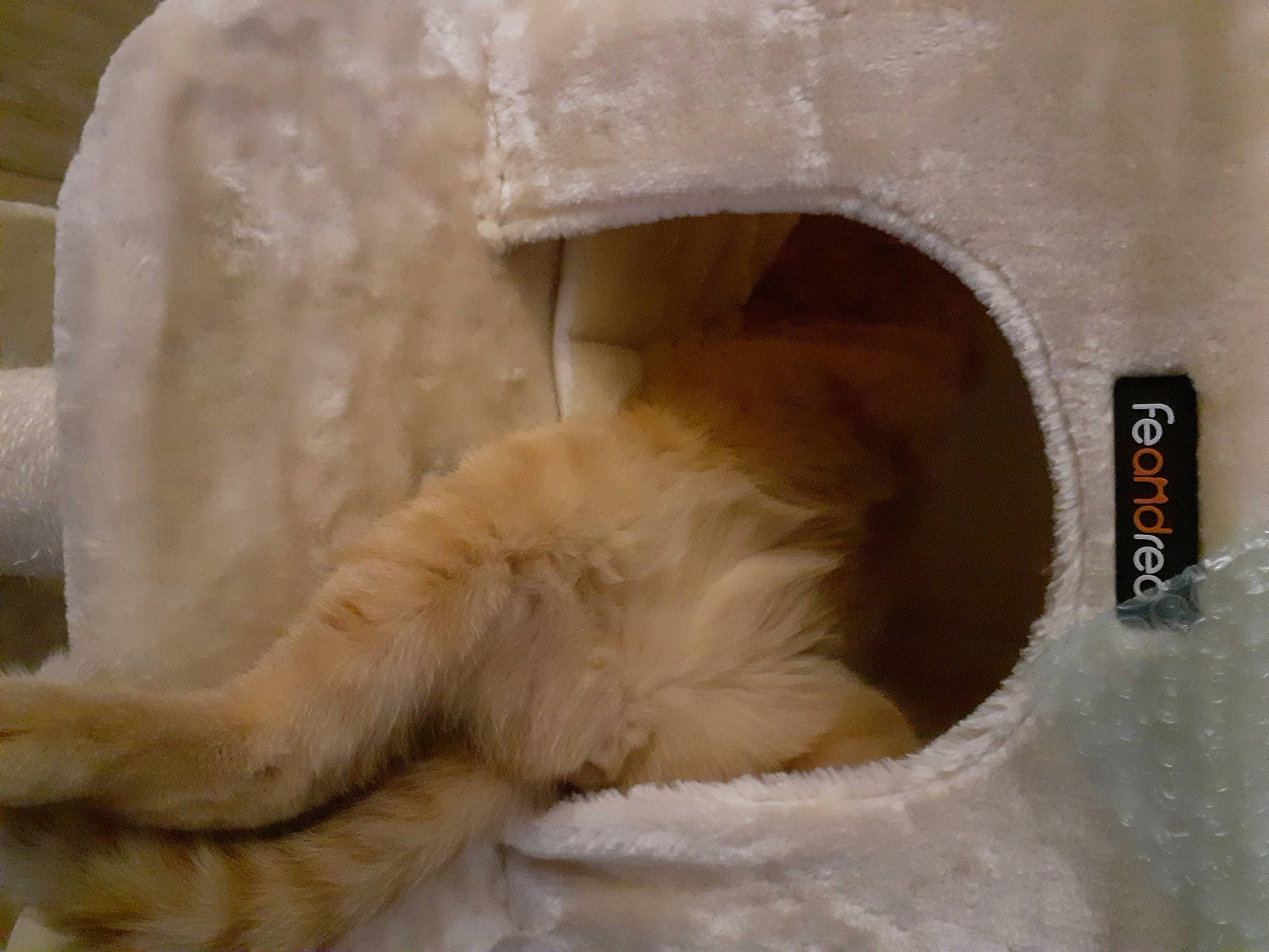 Solo a rejoint le concours — aidez-le/la à gagner de superbes lots ! bed, carnivore, cat, cat_bed, claw, comfort, companion_dog, fang, fawn, felidae, fur, linens, nap, paw, sleep, small_to_medium_sized_cats, tail, whiskers