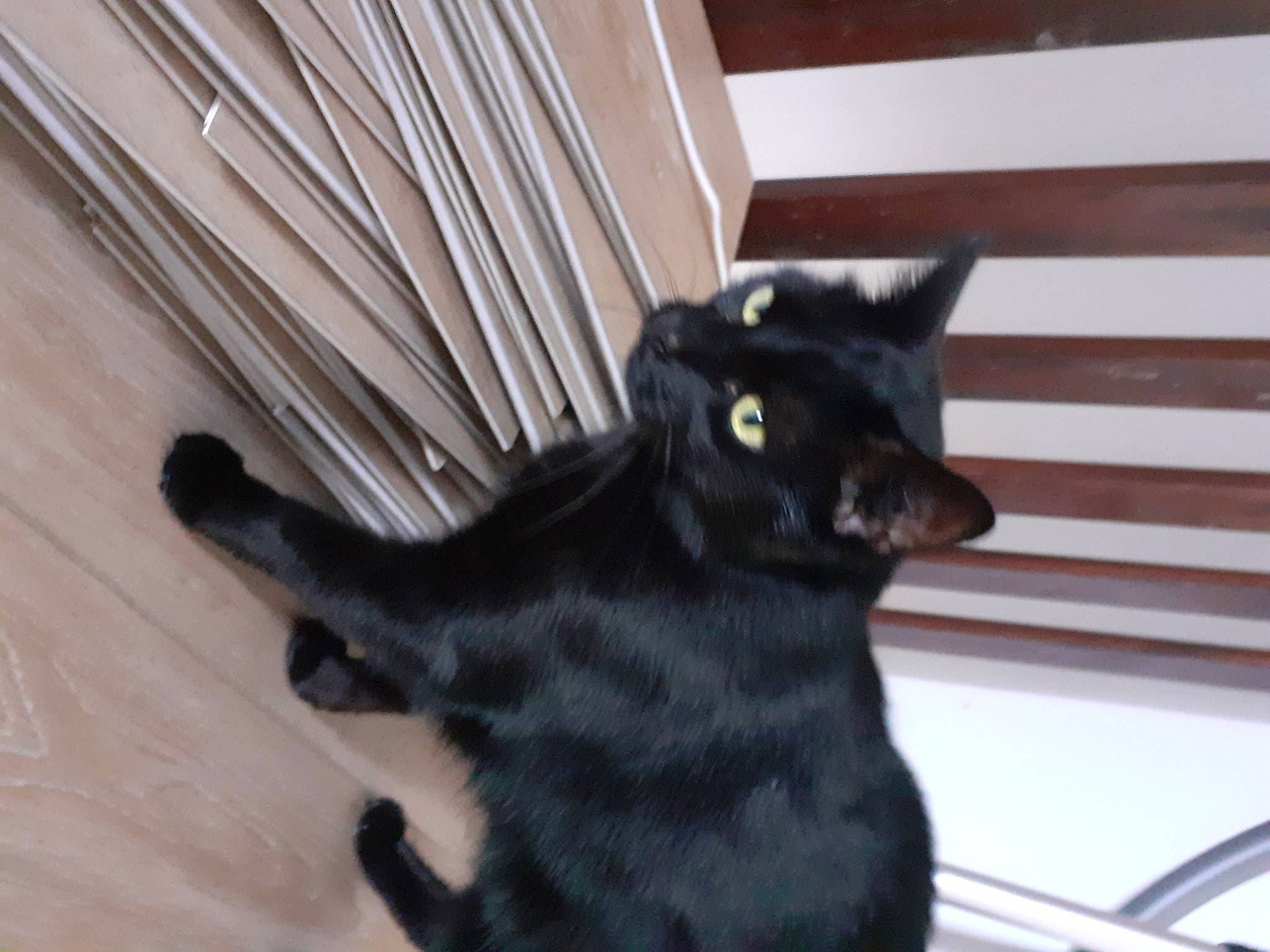 Chuwee a rejoint le concours — aidez-le/la à gagner de superbes lots ! black_cat, bombay, carnivore, cat, claw, comfort, domestic_short_haired_cat, felidae, flooring, fur, hardwood, paw, small_to_medium_sized_cats, snout, tail, terrestrial_animal, whiskers, wood