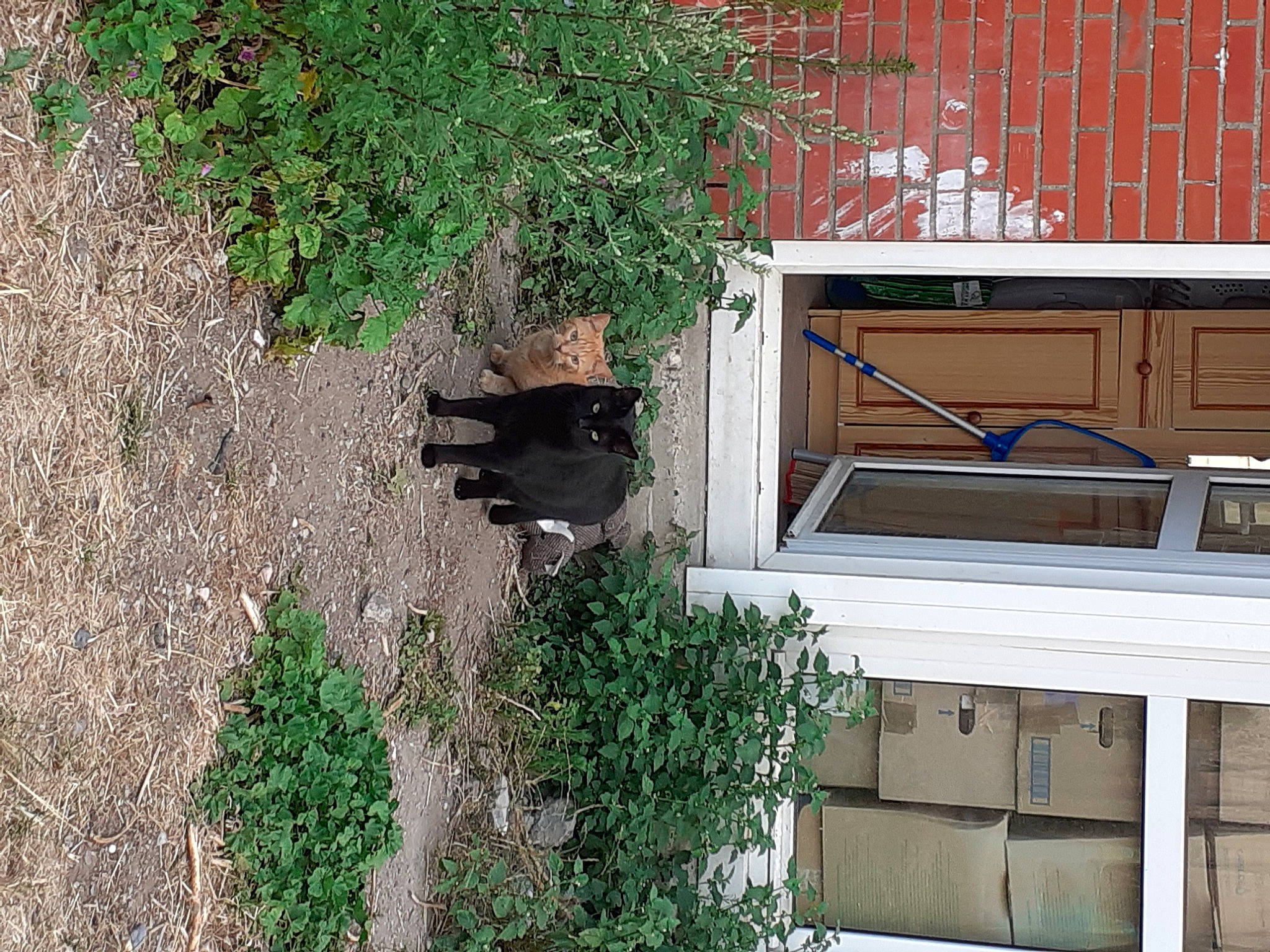 Chuwee a rejoint le concours — aidez-le/la à gagner de superbes lots ! botany, branch, building, facade, fixture, grass, groundcover, line, material_property, neighbourhood, plant, property, residential_area, shrub, tree, urban_design, vegetation, window, wood, woody_plant