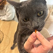 Kapi participe au concours pour gagner de l'argent avec cette photo : blurred_background, casual, cat, close_up, curious, furniture, gray_cat, hand, human, indoor, nail, person, pet, seated, skin, table, treat, whiskers, wooden_surface, yellow_eyes