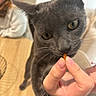 blurred_background, casual, cat, close_up, curious, furniture, gray_cat, hand, human, indoor, nail, person, pet, seated, skin, table, treat, whiskers, wooden_surface, yellow_eyes