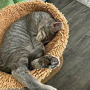 Alaska is registered to the contest to win money with this photo: cat, sleeping, gray_tabby, pet, cozy, bed, paws, indoor, feline, fluffy, resting, cute, animal, fur, stretching, relaxation, home, comfort, soft, domestic