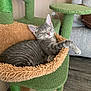 Alaska is registered to the contest to win money with this photo: cat, kitten, sleeping, gray_tabby, cat_tree, hammock, indoor, furniture, pet, cozy, relaxed, paw, stretching, soft_texture, home, cute, animal, nap, feline, domestic