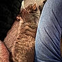 cat, sleeping, jeans, person, couch, blanket, furniture, indoor, cozy, fur, resting, home, leg, fabric, textile, relaxation, comfort, casual, soft, nap