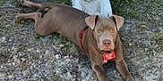 Hemi Maynor is registered to the contest to win money with this photo: