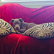 Hemi Maynor is registered to the contest to win money with this photo: