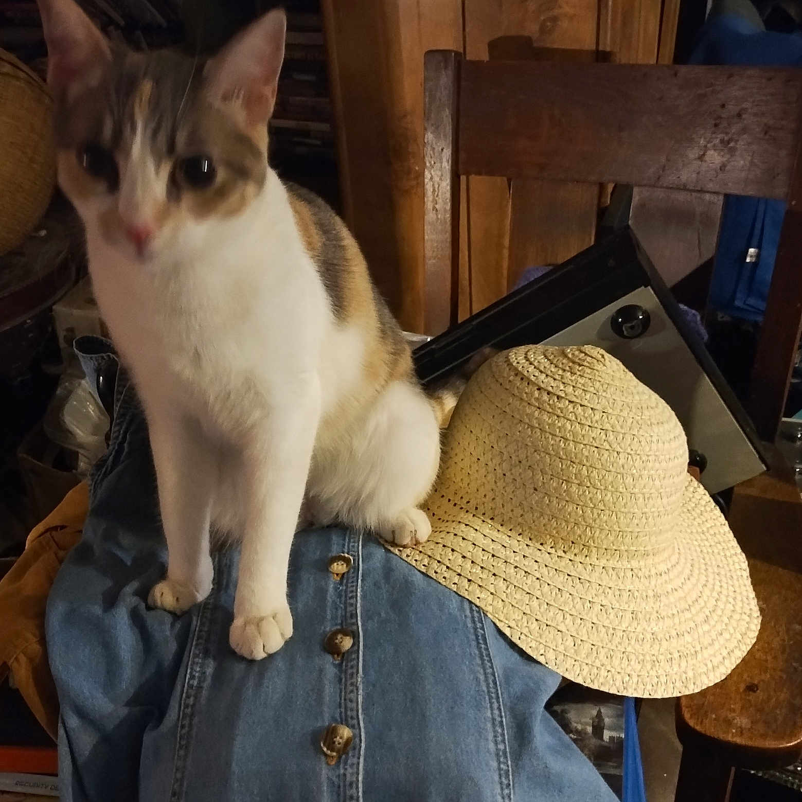 Athena is registered to the contest to win money with this photo: abyssinian, animal, cap, cat, chair, clothing, couch, cowboyhat, furniture, hat, jeans, kitten, manx, pants, person, pet, plywood, shelf, sunhat, wood