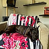 Oxy participe au concours pour gagner de l'argent avec cette photo : dog, black_dog, armchair, blanket, floral_pattern, striped_pattern, pet_furniture, cat_tree, indoor, living_room, relaxed, resting, furniture, cozy, home_decor, canine, pet, domestic_animal, comfort, leisure