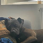 Oxy participe au concours pour gagner de l'argent avec cette photo : dog, black_dog, couch, pillow, blanket, window, indoor, relaxing, sleeping, pet, domestic_animal, cozy, home, furniture, resting, animal, canine, soft_light, comfort, nap