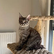 Loky a rejoint le concours — aidez-le/la à gagner de superbes lots ! cat, tabby, feline, pet, indoor, cat_tree, fur, gray, window, curious, animal, cozy, perch, soft_light, home, wooden, curtains, radiator, floor, cute