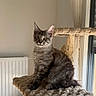 cat, tabby, feline, pet, indoor, cat_tree, fur, gray, window, curious, animal, cozy, perch, soft_light, home, wooden, curtains, radiator, floor, cute