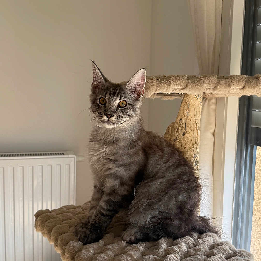 Loky a rejoint le concours — aidez-le/la à gagner de superbes lots ! cat, tabby, feline, pet, indoor, cat_tree, fur, gray, window, curious, animal, cozy, perch, soft_light, home, wooden, curtains, radiator, floor, cute