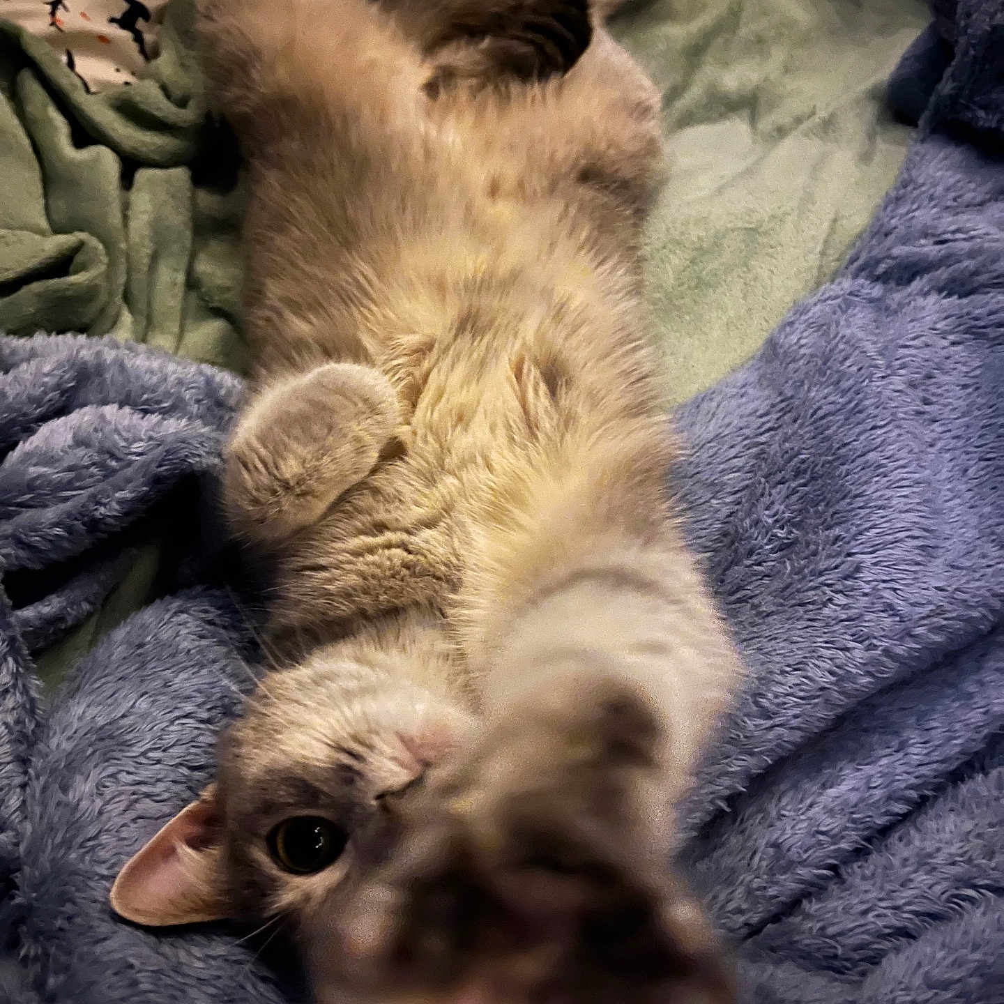 Wendy is registered to the contest to win money with this photo: abyssinian, animal, bed, blanket, cat, couch, furniture, homedecor, kitten, laundry, linen, manx, person, pet, quilt, siamese, sleeping, towel