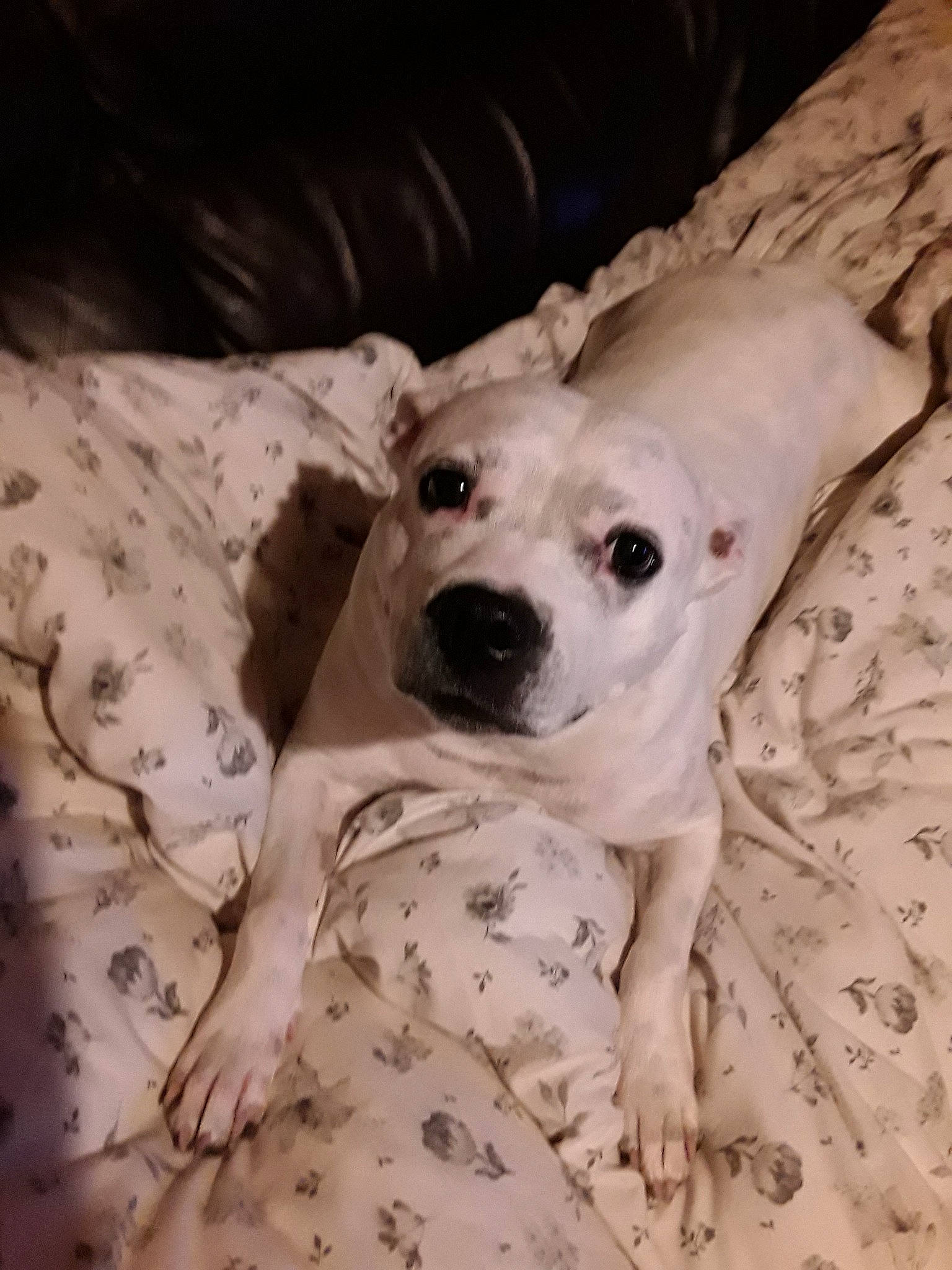 Keira is registered to the contest to win money with this photo: bedding, carnivore, comfort, companion_dog, couch, dog, dog_breed, fawn, fur, guard_dog, linens, non_sporting_group, puppy_love, terrestrial_animal, toy_dog, whiskers, wood, working_animal