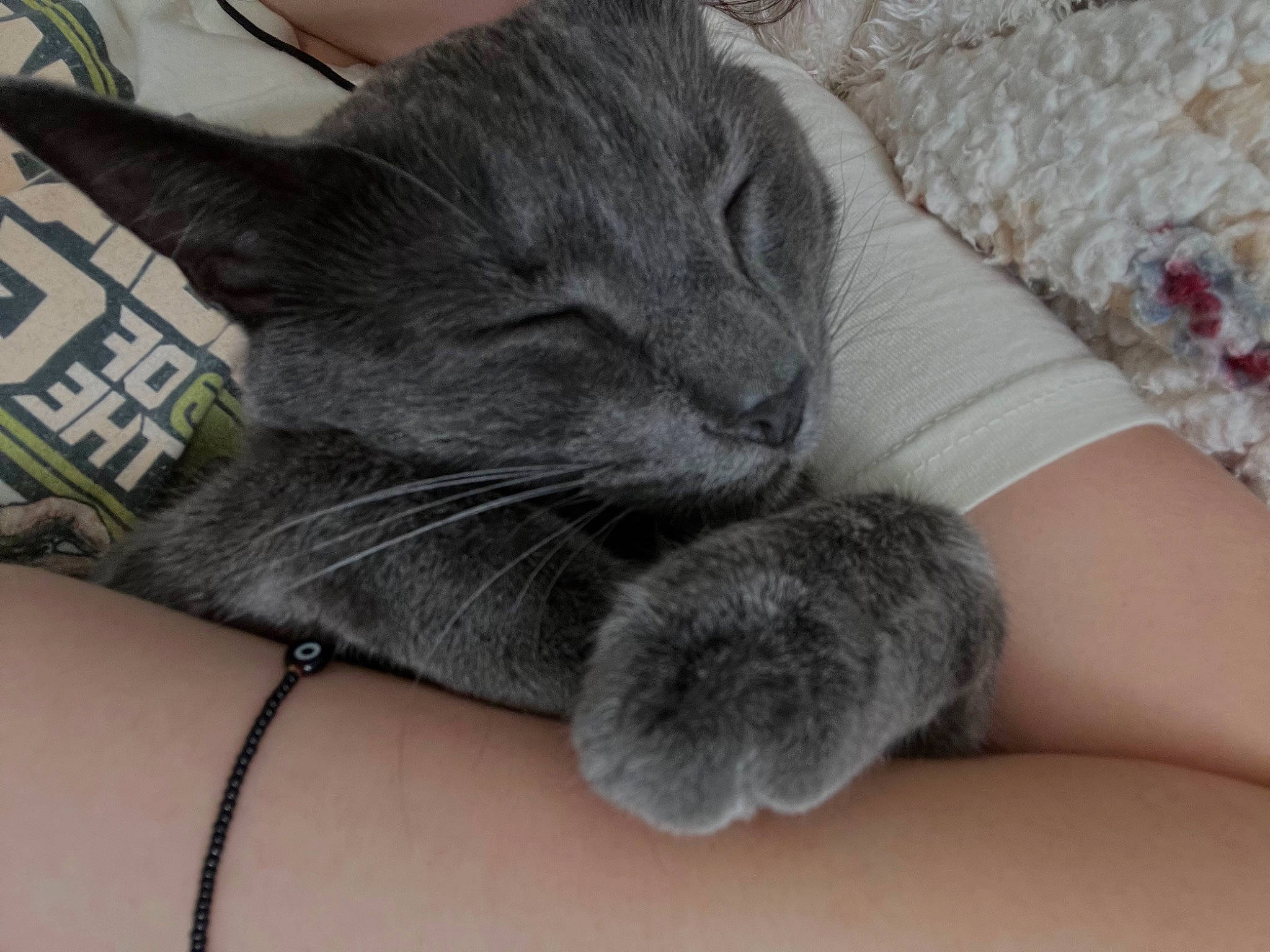 Leo is registered to the contest to win money with this photo: barefoot, black_cat, carnivore, cat, claw, comfort, domestic_short_haired_cat, felidae, foot, fur, gesture, grey, human_leg, lap, nail, paw, small_to_medium_sized_cats, tail, toe, whiskers