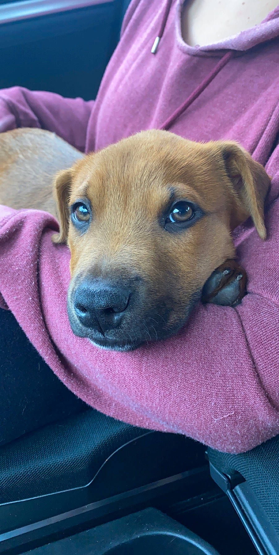 Brodie is registered to the contest to win money with this photo: beagador, black_mouth_cur, canidae, carnivore, dog, dog_breed, fawn, mammal, mountain_cur, potcake_dog, puppy, rhodesian_ridgeback, snout, sporting_group, vertebrate, whiskers