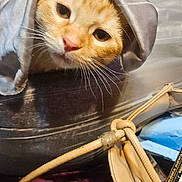 Clematin is registered to the contest to win money with this photo: cat, orange_tabby, curious, indoors, face, whiskers, fabric, cloth, purse, leather, purple_surface, close_up, pet, animal, feline, cute, curled_up, soft_light, domestic, home