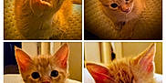 Clematin is registered to the contest to win money with this photo: adorable, animal, cat, close_up, collage, cozy, cute, ears, eyes, feline, fur, indoor, kitten, mammal, orange_cat, pet, portrait, soft_lighting, whiskers, young
