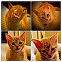 adorable, animal, cat, close_up, collage, cozy, cute, ears, eyes, feline, fur, indoor, kitten, mammal, orange_cat, pet, portrait, soft_lighting, whiskers, young