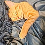 Clematin joined the competition — help win amazing prizes! cat, orange_cat, sleeping, blanket, blue_blanket, cozy, fur, nap, domestic_cat, pet, resting, whiskers, soft_texture, indoor, feline, cute, relaxed, closeup, warm, comfort