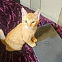 Clematin joined the competition — help win amazing prizes! cat, kitten, orange_tabby, pet, animal, indoor, bed, blanket, purple, laptop, chromebook, technology, feline, cute, young, curious, whiskers, ears, fur, domestic