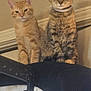 Chi Chi is registered to the contest to win money with this photo: cat, tabby_cat, orange_cat, indoor, furniture, pets, animal, cute, sitting, looking, curious, ears, whiskers, fur, domestic_animal, two_animals, companions, resting, collar, household