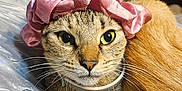 Chi Chi joined the competition — help win amazing prizes! cat, tabby_cat, scrunchie, pink_accessory, bed, plastic_sheet, indoor, close_up, green_eyes, pet, feline, curious_expression, lying_down, fur, whiskers, nose, ears, domestic_animal, companion, two_cats
