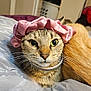 cat, tabby_cat, scrunchie, pink_accessory, bed, plastic_sheet, indoor, close_up, green_eyes, pet, feline, curious_expression, lying_down, fur, whiskers, nose, ears, domestic_animal, companion, two_cats