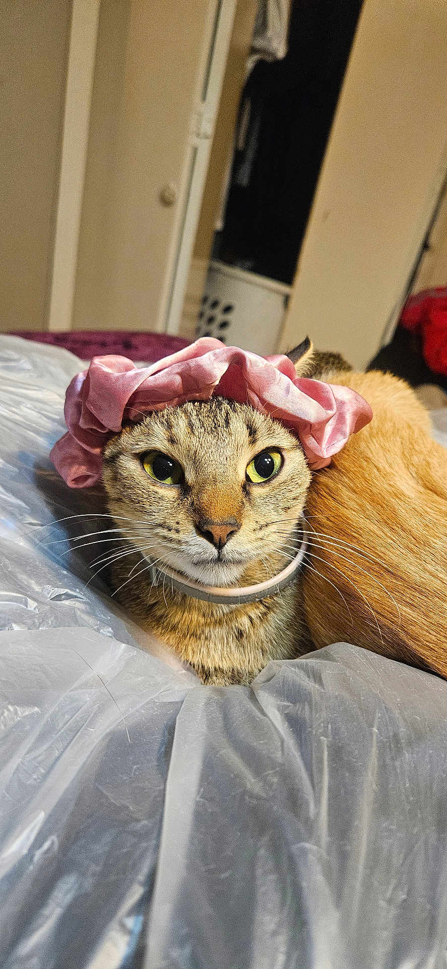 Chi Chi joined the competition — help win amazing prizes! cat, tabby_cat, scrunchie, pink_accessory, bed, plastic_sheet, indoor, close_up, green_eyes, pet, feline, curious_expression, lying_down, fur, whiskers, nose, ears, domestic_animal, companion, two_cats