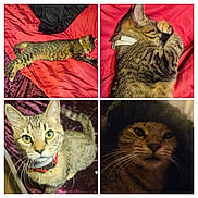 Chi Chi is registered to the contest to win money with this photo: cat, tabby, collar, sleeping, paw, blanket, red, fur, whiskers, closeup, pet, indoor, mystery, curious, portrait, animal, cute, face, eyes, hood