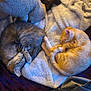 Chi Chi is registered to the contest to win money with this photo: cat, sleeping, blanket, stuffed_animal, socks, bed, indoor, cozy, fur, tabby_cat, orange_cat, resting, pet, animal, purple_bedspread, gray_bag, soft_texture, curled_up, quiet, relaxation